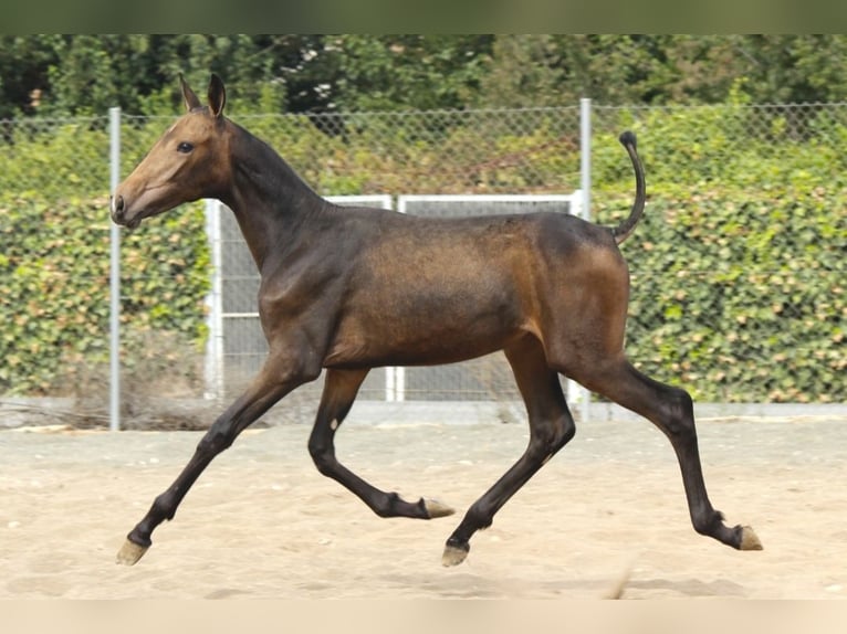 PRE Mare Foal (05/2026) 16 hh Buckskin in Murcia