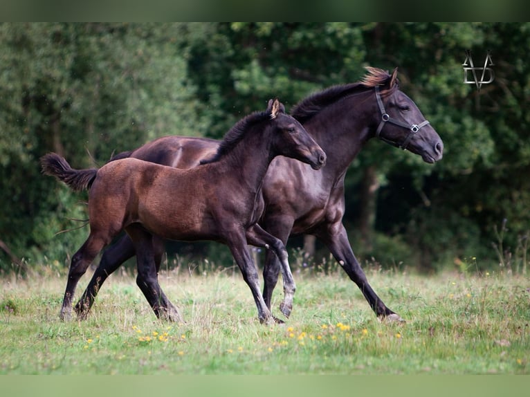 PRE Mare Foal (04/2024) 16 hh in La Vespière-Friardel