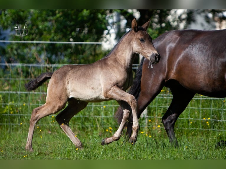 PRE Mare Foal (04/2024) 16 hh in La Vespière-Friardel