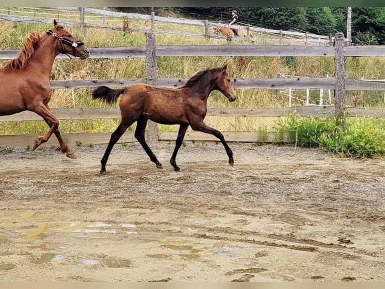 PRE Mare  16 hh Dun in Klagenfurt
