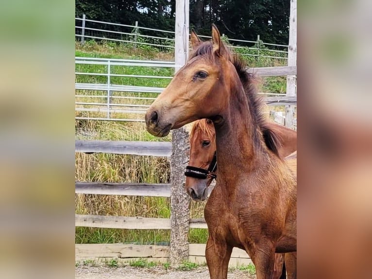 PRE Mare  16 hh Dun in Klagenfurt