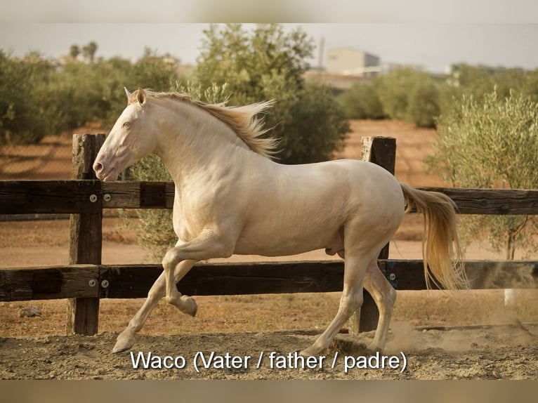 PRE Mare  16 hh Dun in Klagenfurt