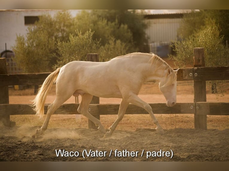 PRE Mare  16 hh Dun in Klagenfurt
