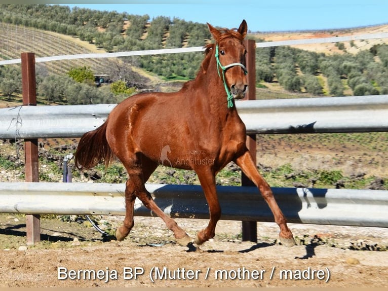 PRE Mare  16 hh Dun in Klagenfurt