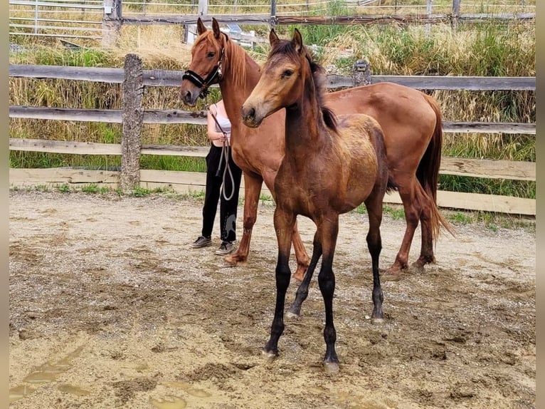 PRE Mare  16 hh Dun in Klagenfurt