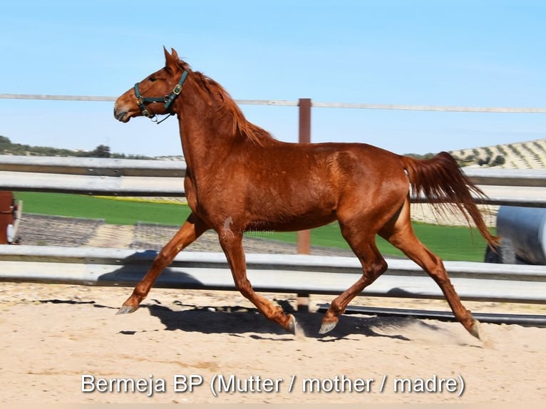 PRE Mare  16 hh Dun in Klagenfurt