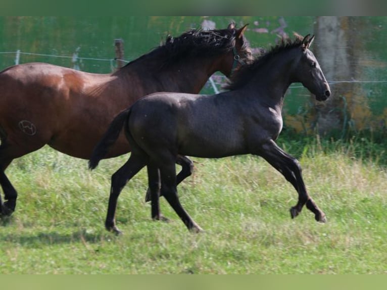 PRE Mare Foal (05/2024) 16 hh Gray in Bibertal