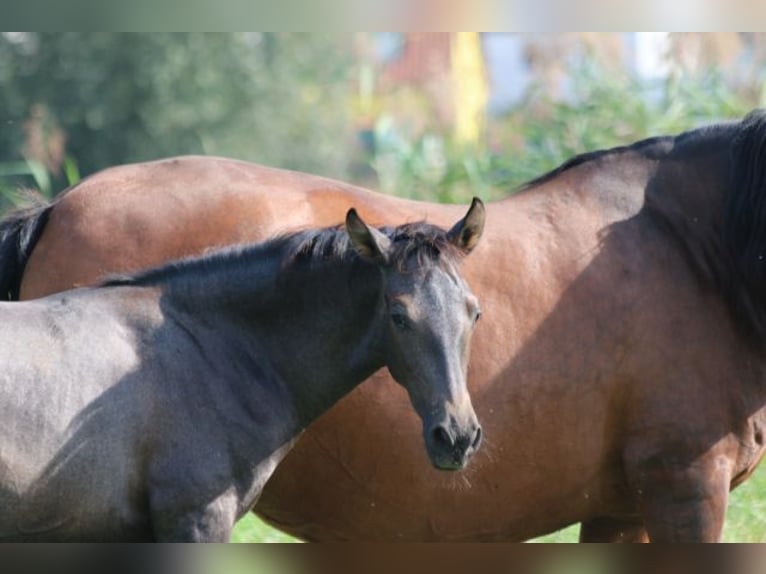 PRE Mare Foal (05/2024) 16 hh Gray in Bibertal