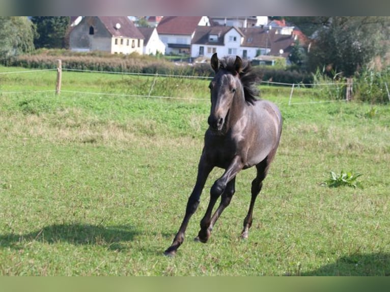 PRE Mare Foal (05/2024) 16 hh Gray in Bibertal