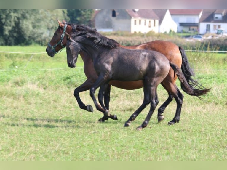 PRE Mare Foal (05/2024) 16 hh Gray in Bibertal