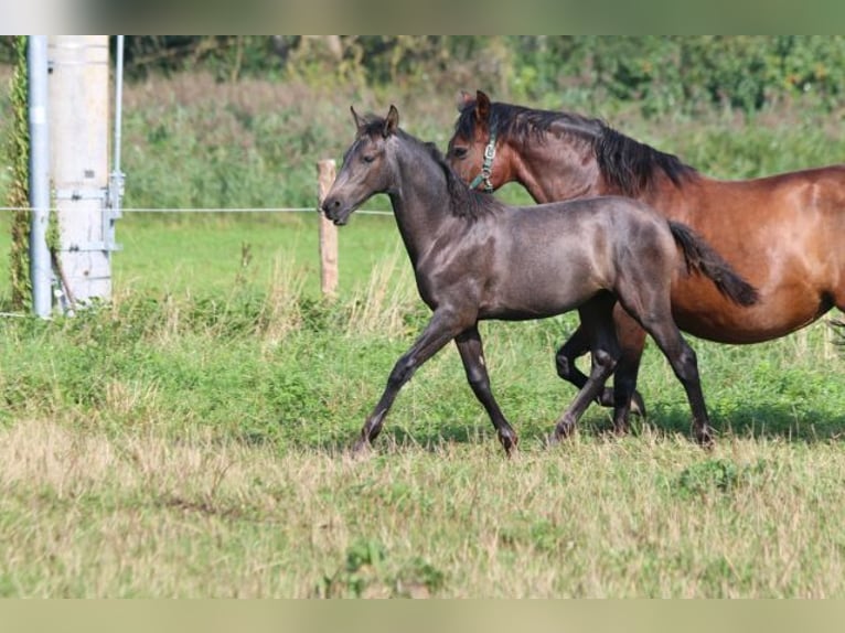 PRE Mare Foal (05/2024) 16 hh Gray in Bibertal