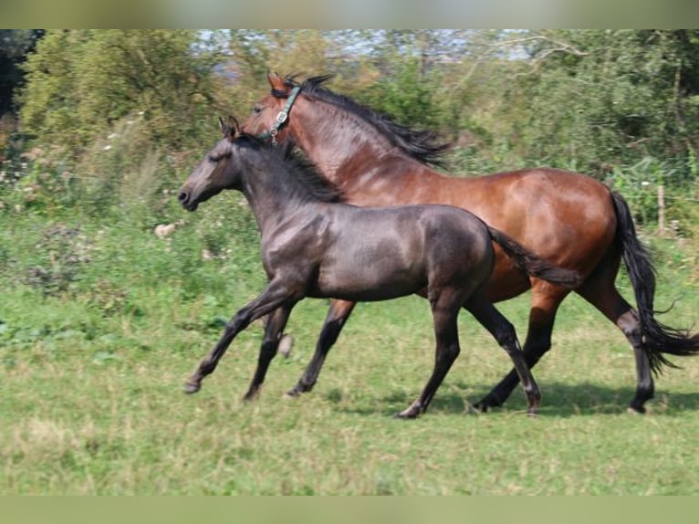 PRE Mare Foal (05/2024) 16 hh Gray in Bibertal