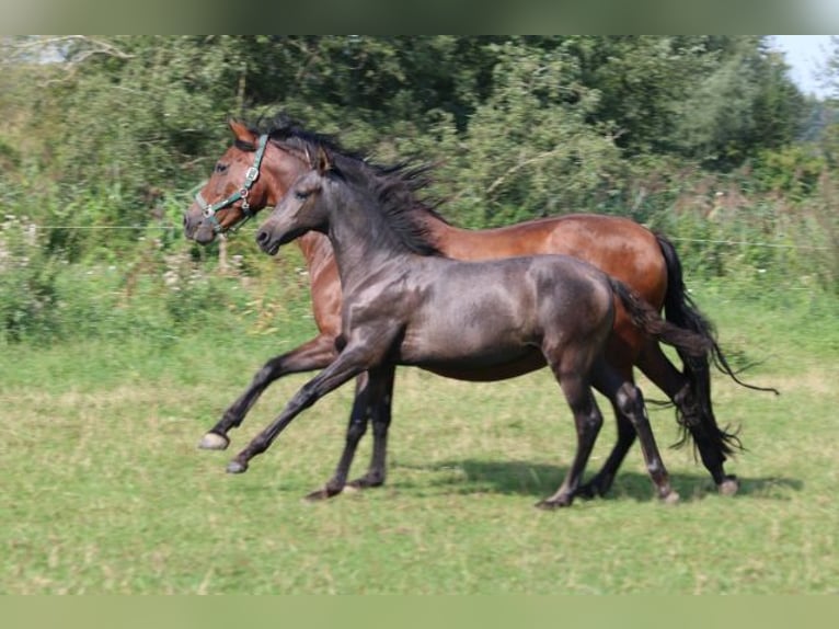 PRE Mare Foal (05/2024) 16 hh Gray in Bibertal