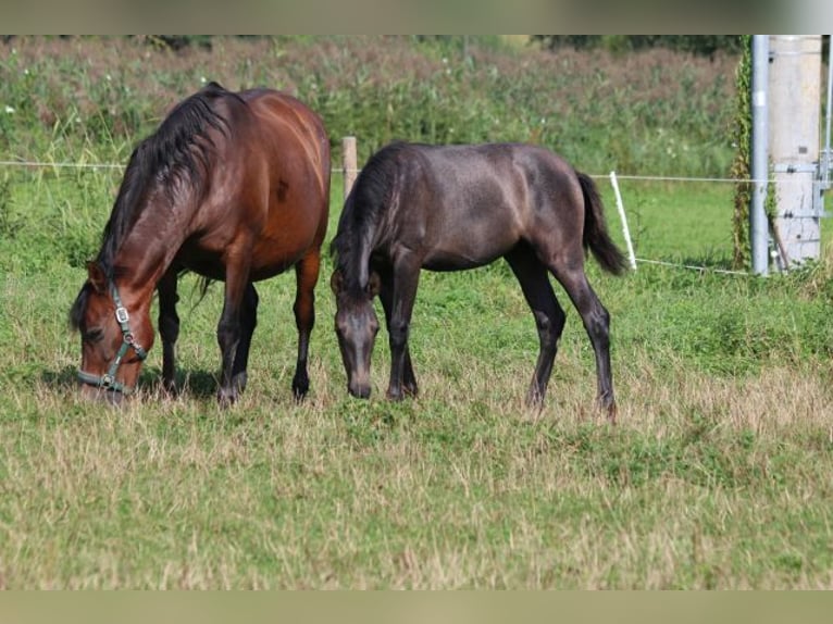 PRE Mare Foal (05/2024) 16 hh Gray in Bibertal