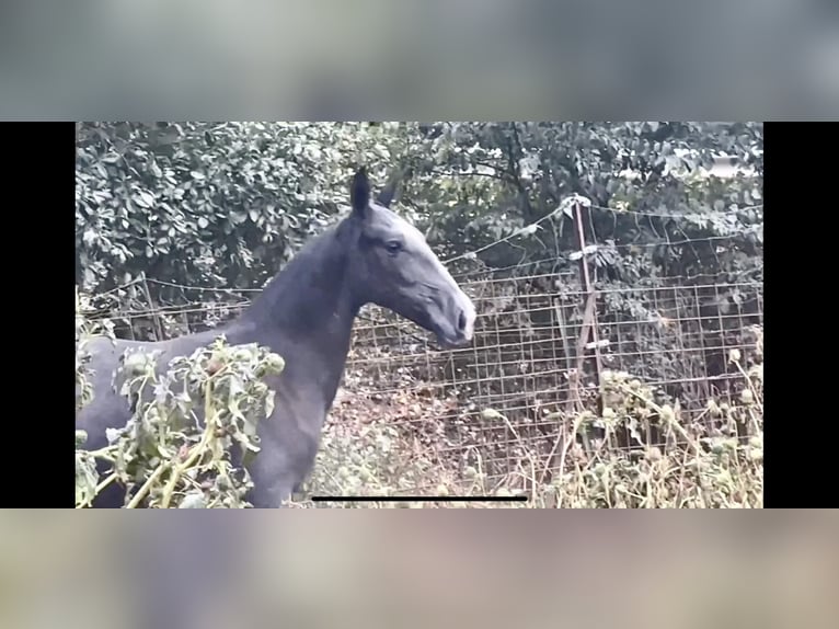 PRE Mare Foal (09/2024) 16 hh Gray in Galaroza