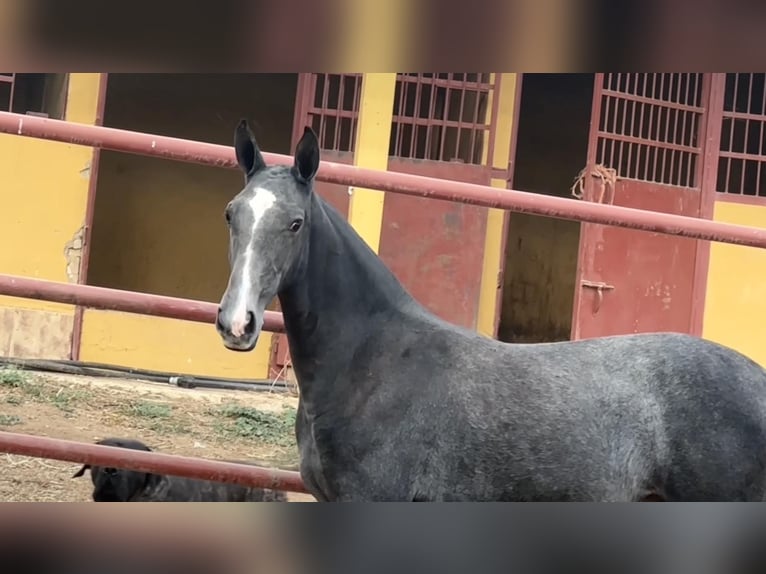 PRE Mare Foal (09/2024) 16 hh Gray in Galaroza