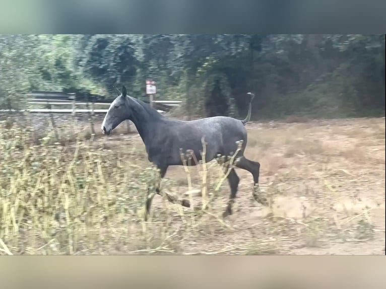 PRE Mare Foal (09/2024) 16 hh Gray in Galaroza