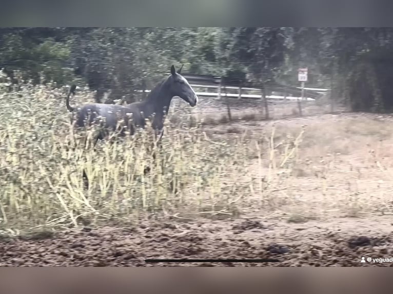 PRE Mare Foal (09/2024) 16 hh Gray in Galaroza