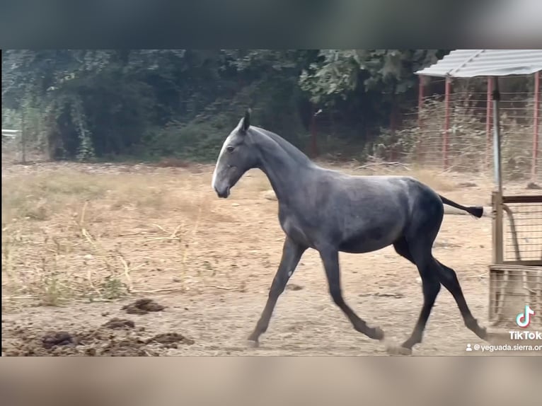 PRE Mare Foal (09/2024) 16 hh Gray in Galaroza