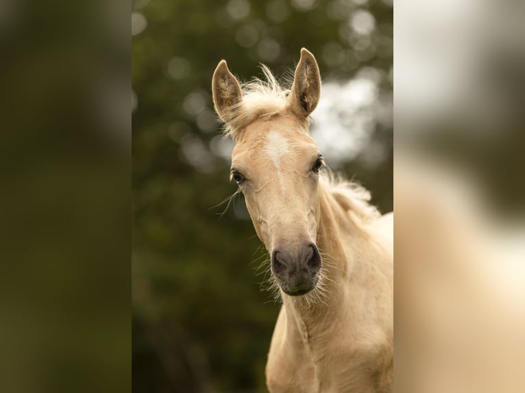 PRE Mare Foal (05/2025) 16 hh Palomino in Feuchtwangen