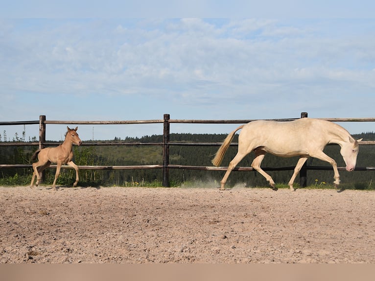 PRE Mare Foal (04/2026) 16 hh Pearl in Dochamps