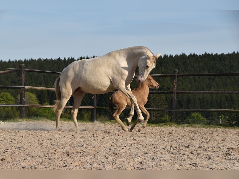 PRE Mare Foal (04/2026) 16 hh Pearl in Dochamps
