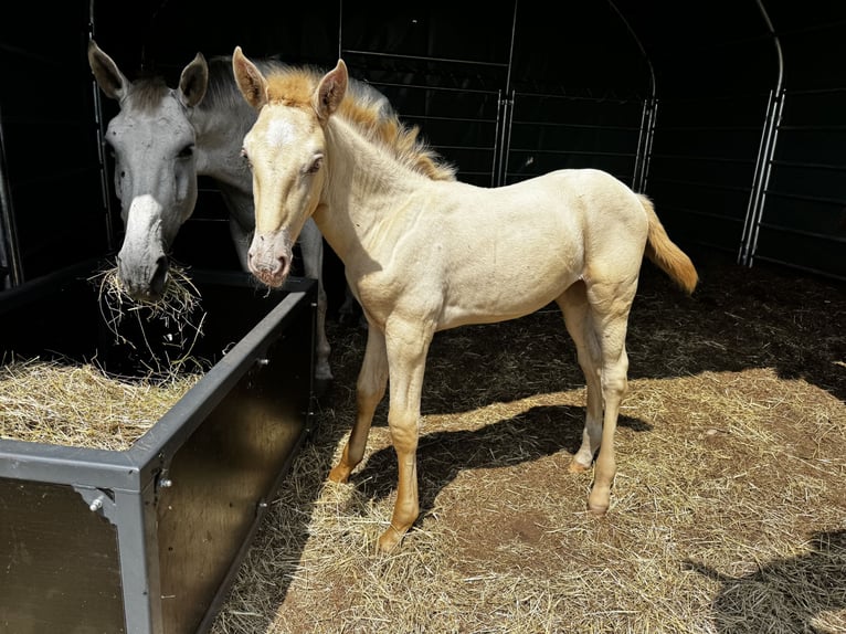 PRE Mare Foal (05/2026) 16 hh Perlino in AntdorfAntdorf