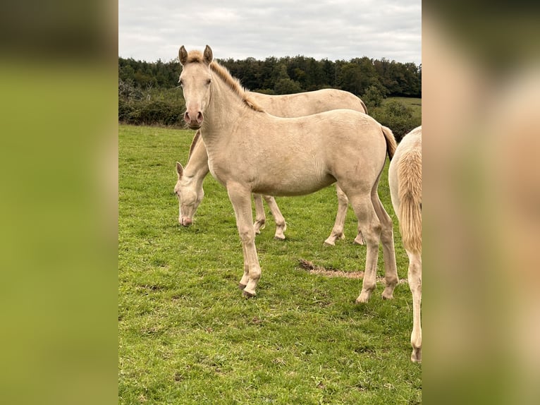 PRE Mare Foal (06/2024) 16 hh Perlino in Buffières