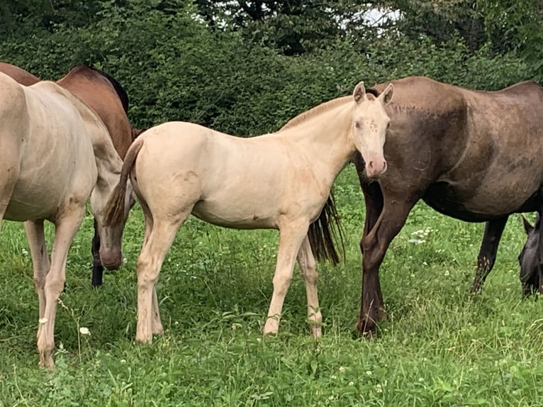 PRE Mare Foal (06/2024) 16 hh Perlino in Buffières