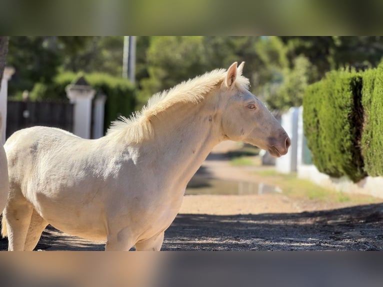 PRE Mare Foal (05/2024) 16 hh Perlino in Pedralba