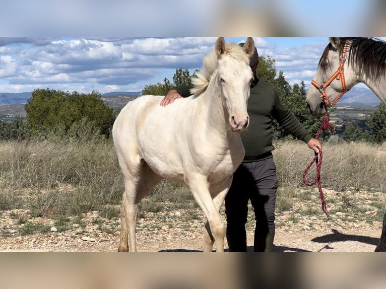 PRE Mare Foal (05/2024) 16 hh Perlino in Pedralba