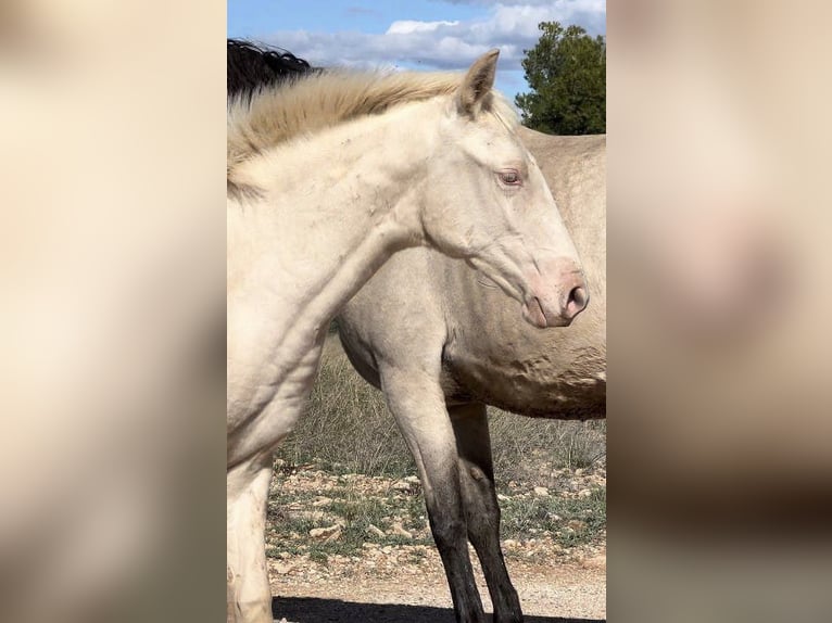 PRE Mare Foal (05/2024) 16 hh Perlino in Pedralba