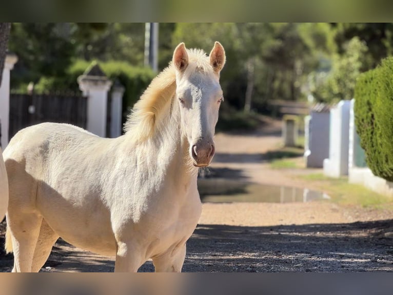 PRE Mare Foal (05/2024) 16 hh Perlino in Pedralba