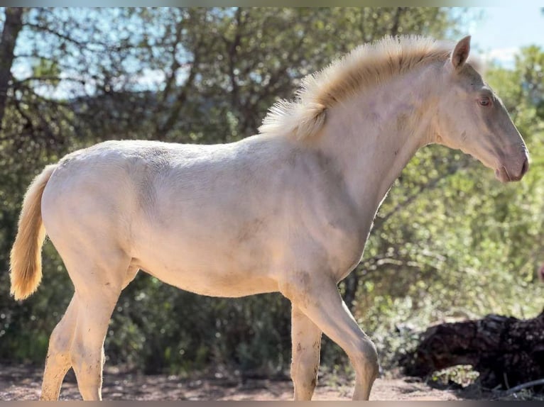 PRE Mare Foal (05/2024) 16 hh Perlino in Pedralba