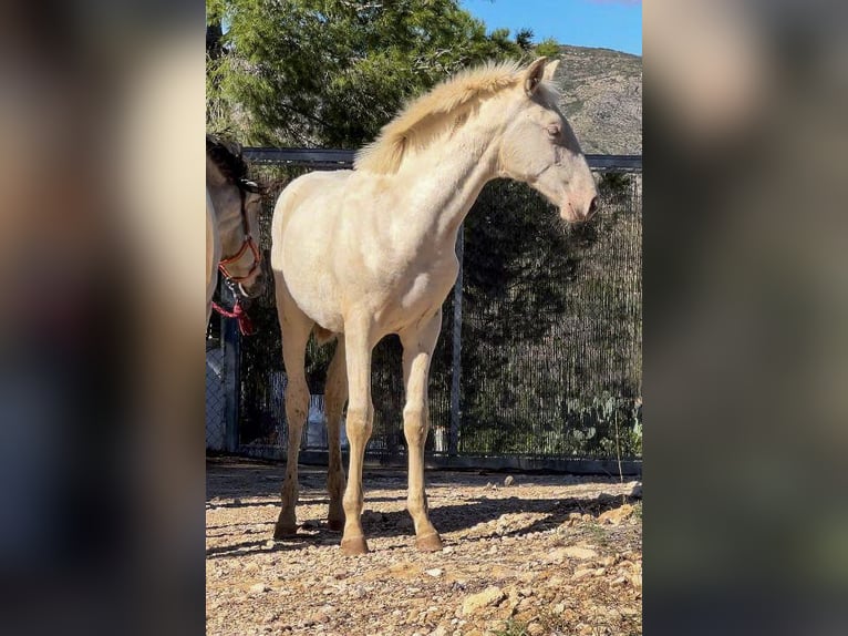 PRE Mare Foal (05/2024) 16 hh Perlino in Pedralba