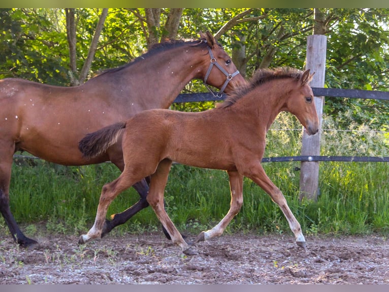PRE Mare Foal (02/2025) 16,1 hh Brown in Wremen