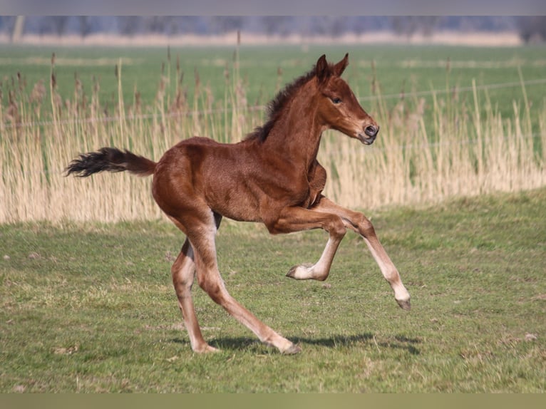 PRE Mare Foal (02/2025) 16,1 hh Brown in Wremen