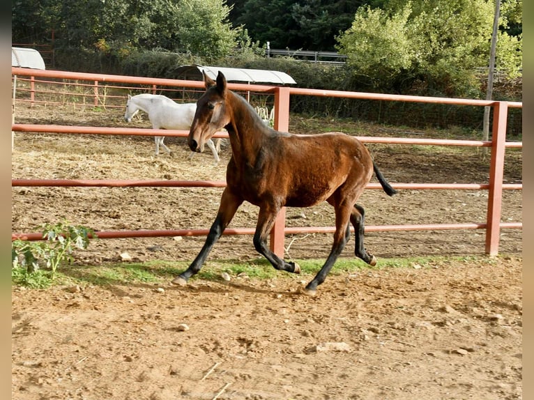 PRE Mare Foal (08/2025) 16,1 hh Brown in Galaroza (Huelva)