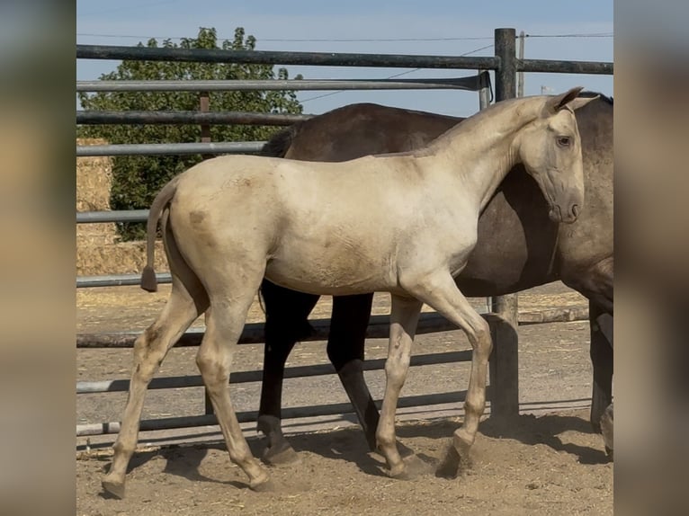PRE Mare Foal (05/2025) 16,1 hh Champagne in Santa Marta