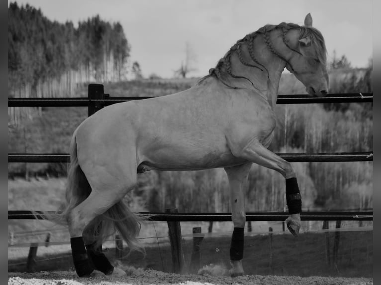 PRE Mare Foal (03/2025) in Dochamps