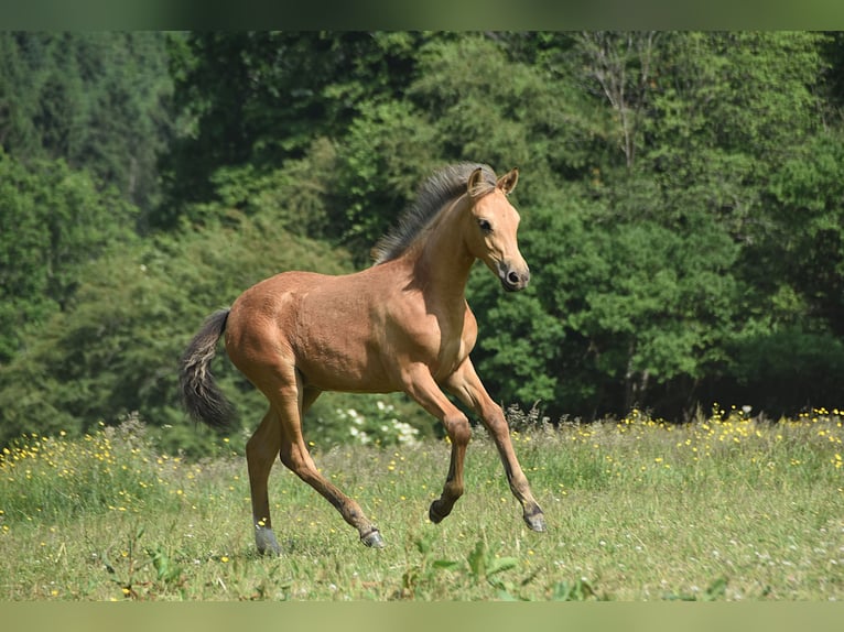 PRE Mare Foal (03/2025) in Dochamps