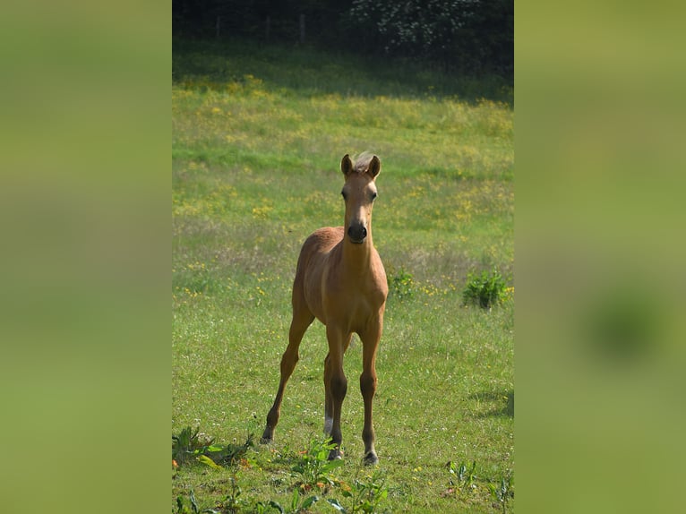 PRE Mare Foal (03/2025) in Dochamps
