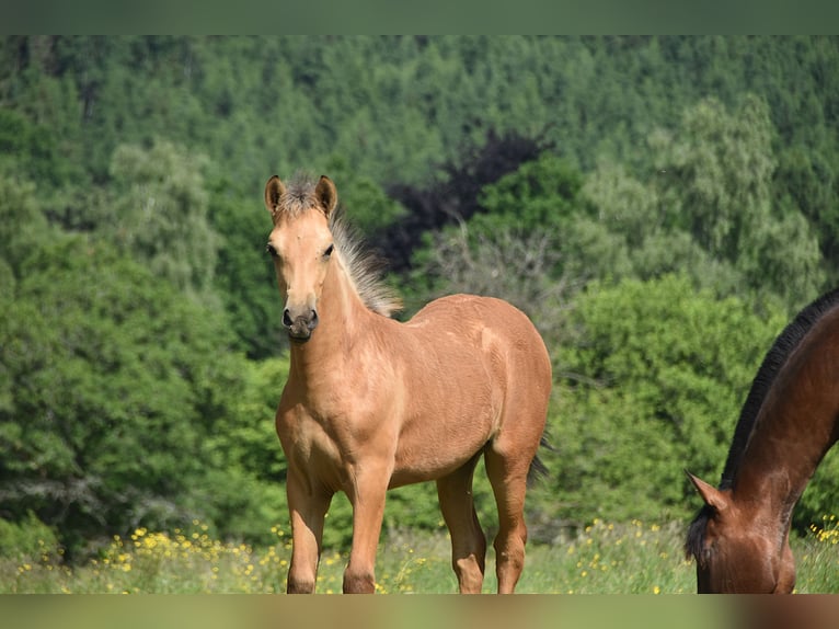 PRE Mare Foal (03/2025) in Dochamps