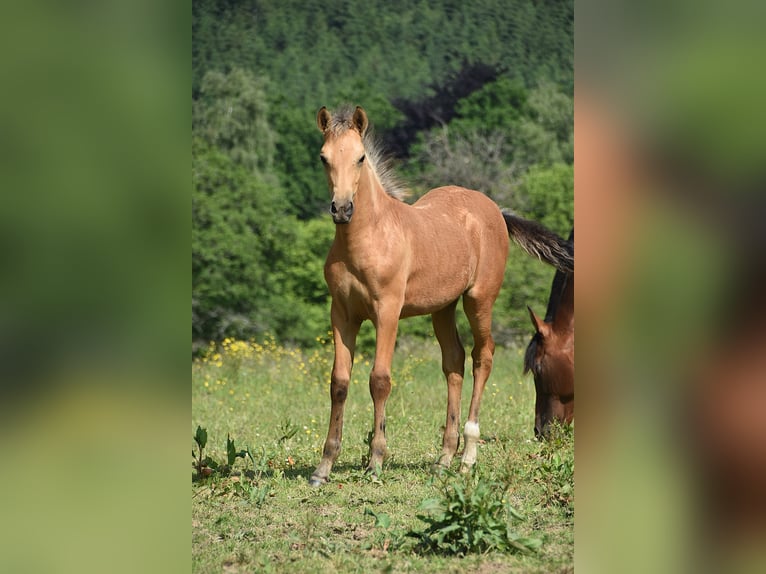 PRE Mare Foal (03/2025) in Dochamps