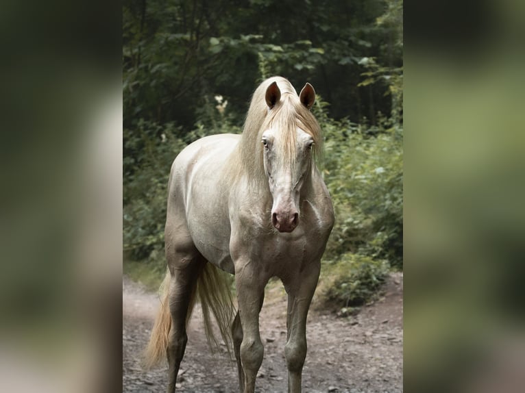 PRE Mare Foal (03/2025) in Dochamps