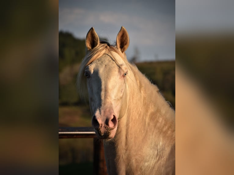 PRE Mare Foal (03/2025) in Dochamps