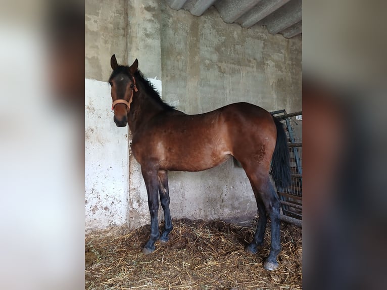 PRE Mare Foal (01/2026) Bay-Dark in Cortegana