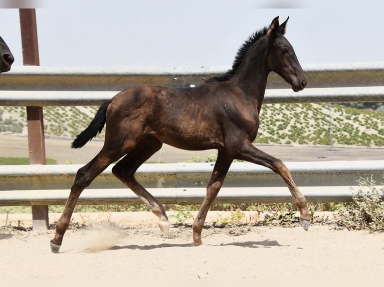 PRE Mare Foal (04/2025) Black in Provinz Cordoba