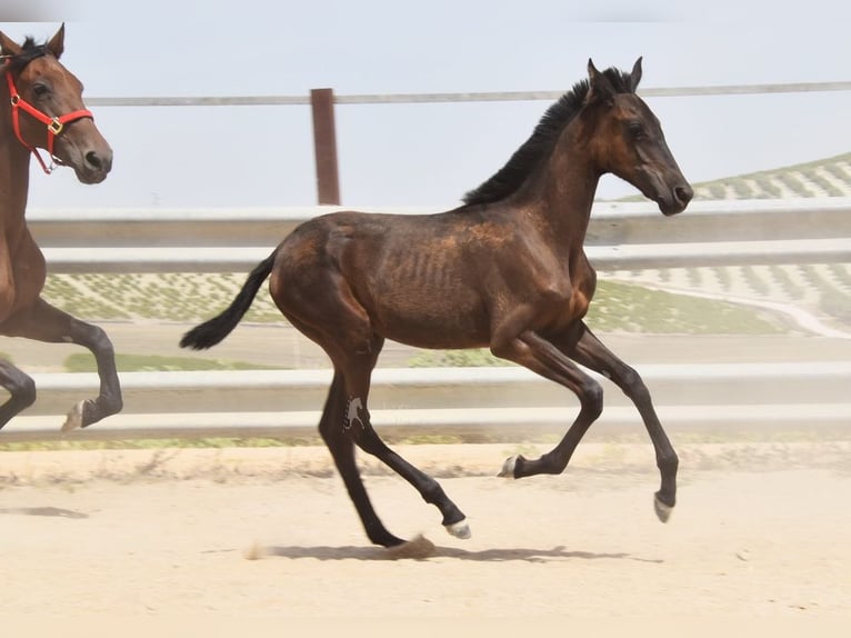 PRE Mare Foal (01/2025) Black in Provinz Cordoba