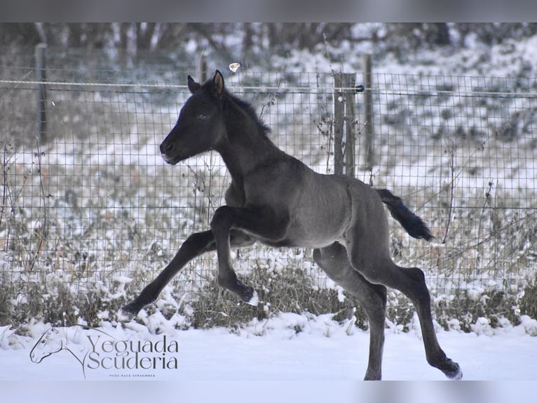 PRE Mare Foal (01/2026) Black in Jemeppe sur sambre